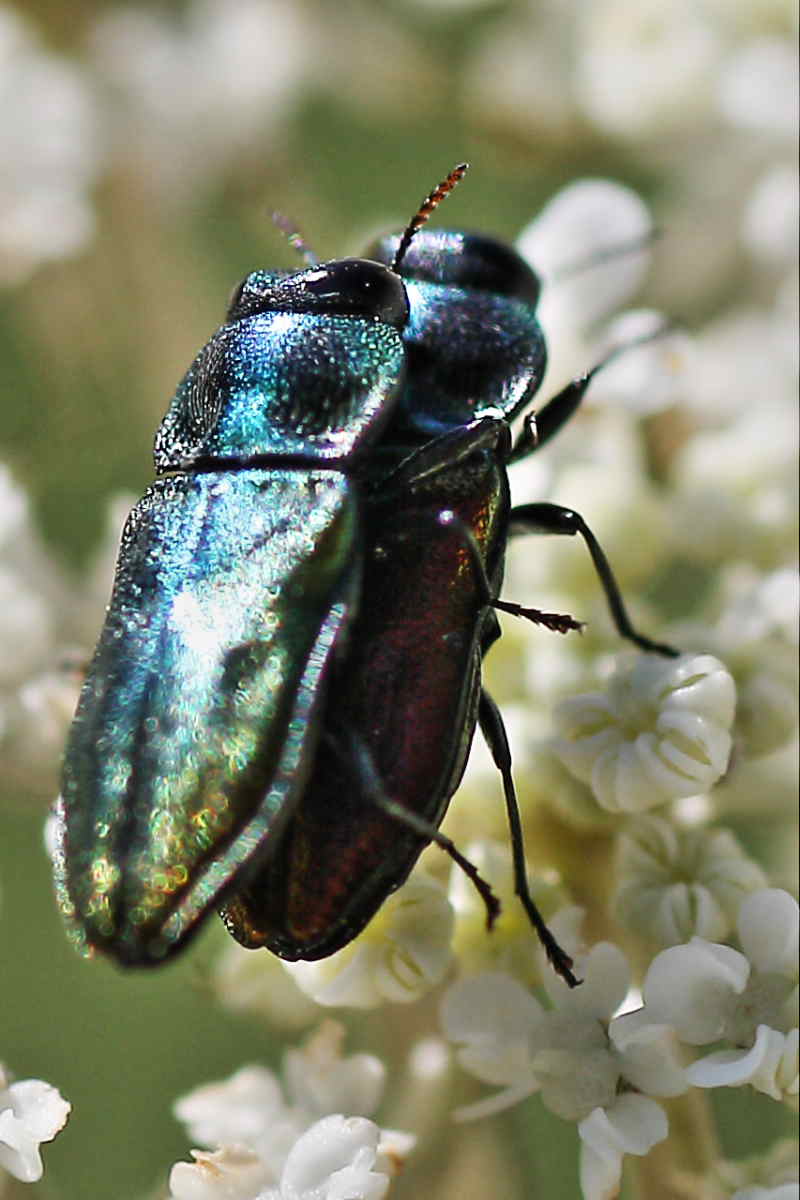 Buprestidi del Conero da identificare: A. thalassophila?